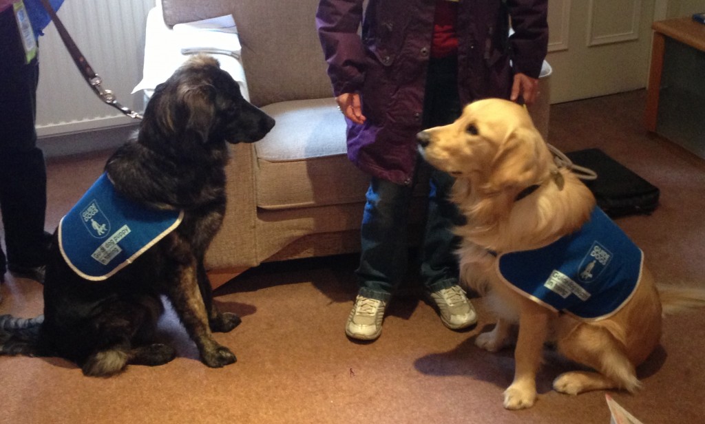 b- guide dogs